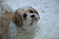 Little havanese dog playing in the snow