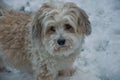 Little havanese dog playing in the snow