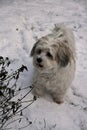 Little havanese dog playing in the snow