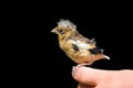 Young Hawfinch bird Royalty Free Stock Photo