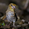 A young hawfinch Coccothraustes coccothraustes Royalty Free Stock Photo