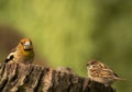 Young Hawfinch and young Tree sparrow on the tree trunk Royalty Free Stock Photo