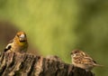 Young Hawfinch and young Tree sparrow on the tree trunk
