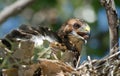 Young hawk Royalty Free Stock Photo
