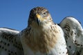 Young Hawk Royalty Free Stock Photo