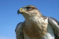 Young Hawk Royalty Free Stock Photo