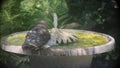 Young Hawk Bathing in Fountain - Accipiter cooperii