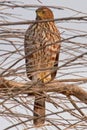 Young Hawk on Branch Royalty Free Stock Photo