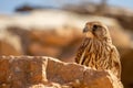 Young Hawk in his habitat Royalty Free Stock Photo