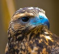 Young Hawk Royalty Free Stock Photo