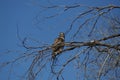 Young hawk in tree Royalty Free Stock Photo