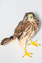 Young hawk at the veterinary clinic Royalty Free Stock Photo