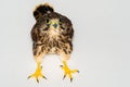 Young hawk at the veterinary clinic Royalty Free Stock Photo