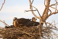Young hawks in nest