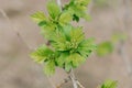 Young hawthorn leaves on a branch in the garden in spring Royalty Free Stock Photo