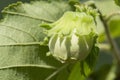 Young hazelnut on a branch. Wild cobnuts