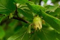 Young hazelnuts, green nuts, on a tree branch Royalty Free Stock Photo