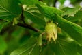 Young hazelnuts, green nuts, on a tree branch