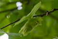 Young hazelnuts, green nuts, on a tree branch