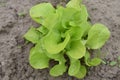A young head of green lettuce growing on a plot of land in the ground