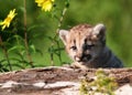 Young mountain lion kitten Royalty Free Stock Photo