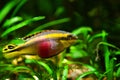 Young, healthy and active male fish, popular ornamental species, endemic animal of African river Congo, kribensis cichlid