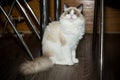 Young beautiful purebred Ragdoll cat at home Royalty Free Stock Photo
