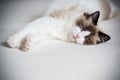 Young beautiful purebred Ragdoll cat at home Royalty Free Stock Photo