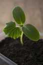 Young and healthy cucumber sprout seedling stands in plastic pots. Cultivation of cucumbers in greenhouse. Cucumber seedlings. Royalty Free Stock Photo