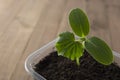 Young and healthy cucumber sprout seedling stands in plastic pots. Cultivation of cucumbers in greenhouse. Cucumber seedlings. Royalty Free Stock Photo