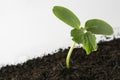 Young and healthy cucumber sprout seedling stands in plastic pots. Cultivation of cucumbers in greenhouse. Cucumber