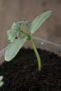 Young and healthy cucumber sprout seedling stands in plastic pots. Cultivation of cucumbers in greenhouse. Cucumber seedlings. Royalty Free Stock Photo