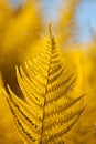 Young and healthy fern leaf grow in spring sun on bright natural forest bokeh blurred background, orange and blue toned texture Royalty Free Stock Photo