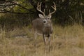 Whitetail Buck in autumn environment