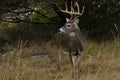 Whitetail Buck in autumn environment