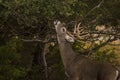 Whitetail Buck reaching for a quick bite to eat