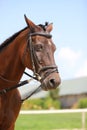 Young healthy purebred horse enjoying summer sunshine on blue natural background Royalty Free Stock Photo