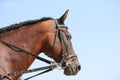 Young healthy purebred horse enjoying summer sunshine on blue natural background Royalty Free Stock Photo