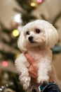 Young healthy purebred malteser dog at christmastime