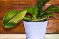 Young and healthy roots and leaves of phalaenopsis orchid in flower pot. Transplanting plants, home gardening, plant care concept Royalty Free Stock Photo