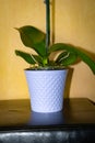 Young and healthy roots and leaves of phalaenopsis orchid in flower pot. Transplanting plants, home gardening, plant care concept Royalty Free Stock Photo