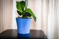 Young and healthy roots and leaves of phalaenopsis orchid in flower pot. Transplanting plants, home gardening, plant care concept Royalty Free Stock Photo