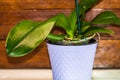 Young and healthy roots and leaves of phalaenopsis orchid in flower pot. Transplanting plants, home gardening, plant care concept Royalty Free Stock Photo