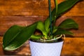 Young and healthy roots and leaves of phalaenopsis orchid in flower pot. Transplanting plants, home gardening, plant care concept Royalty Free Stock Photo