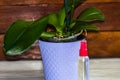 Young and healthy roots and leaves of phalaenopsis orchid in flower pot with water spray bottle. Transplanting plants, home Royalty Free Stock Photo