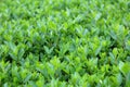 Young Hedge or Hedgerow closely spaced densely planted shrubs with multiple small light green leaves in local garden Royalty Free Stock Photo