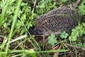 Young hedgehog