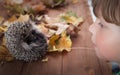 Young hedgehog and boy in autumn leaves