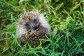 Young hedgehog curtailed into a sphere on a bright green grass Royalty Free Stock Photo