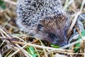 Young hedgehog in grass